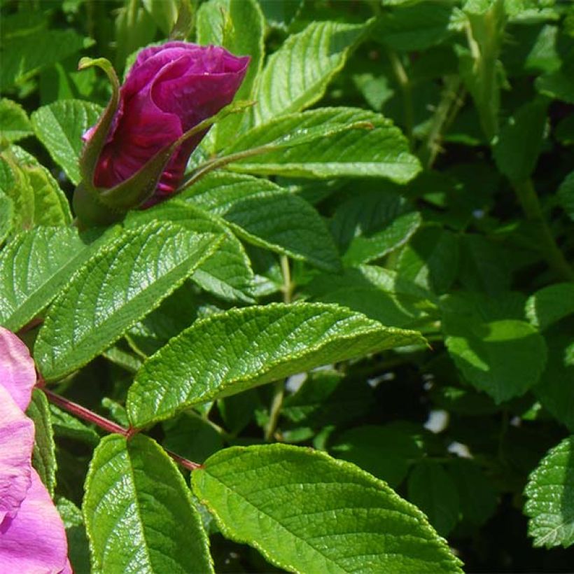 Rosa rugosa Roseraie de l'Haÿ - Apfelrose (Foliage)