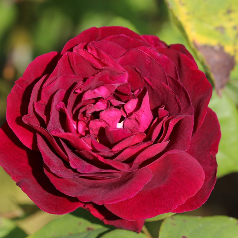 Rosa Souvenir du Dr Jamain - Historische Rose (Blüte)