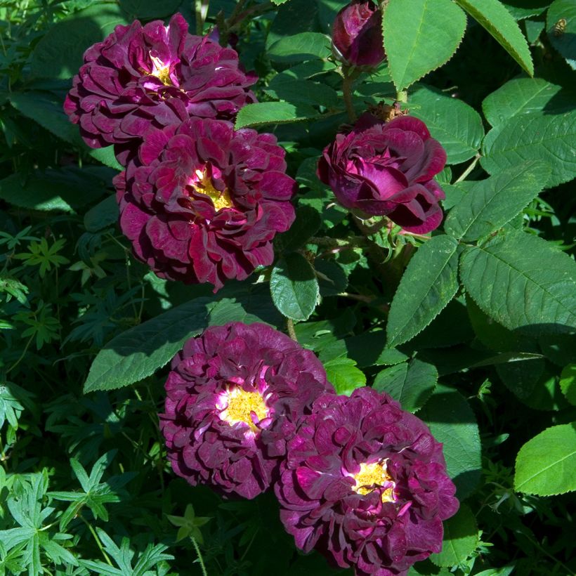 Rosa gallica Tuscany Superb - Essig-Rose (Blüte)