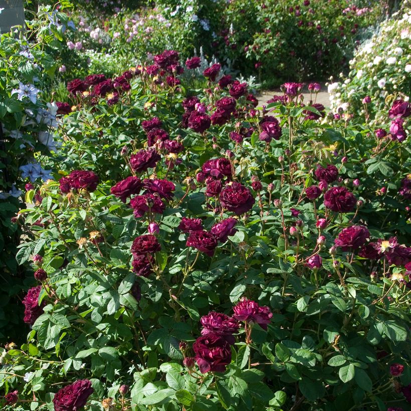 Rosa gallica Tuscany Superb - Essig-Rose (Wuchs)