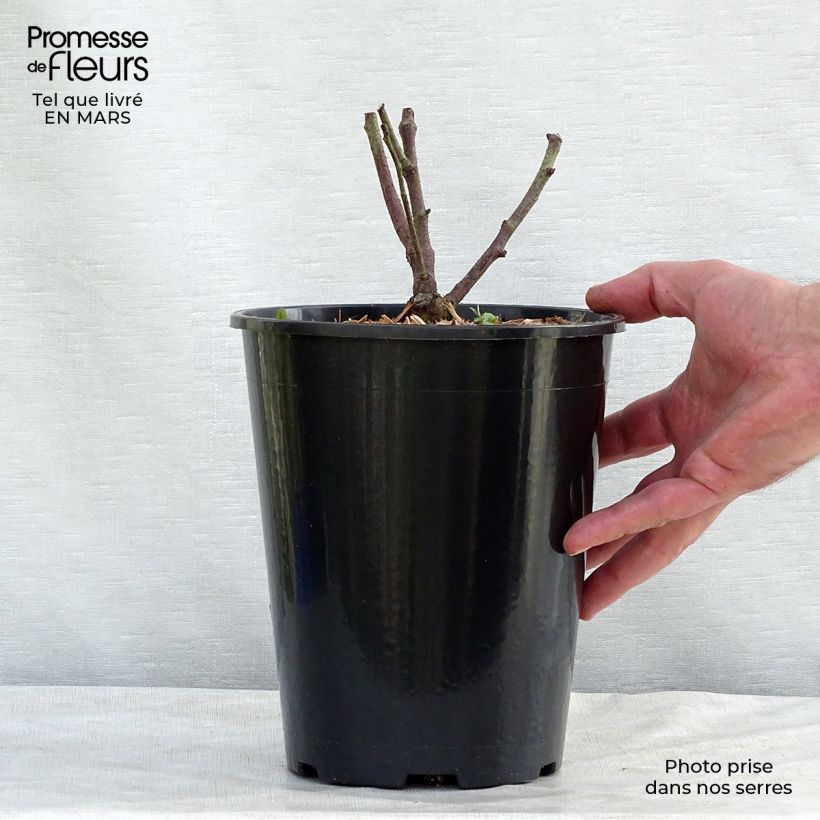 Exemplar von Rosa gallica Tuscany Superb - Essig-Rose Topf mit 4L/5L wie im Frühjahr geliefert