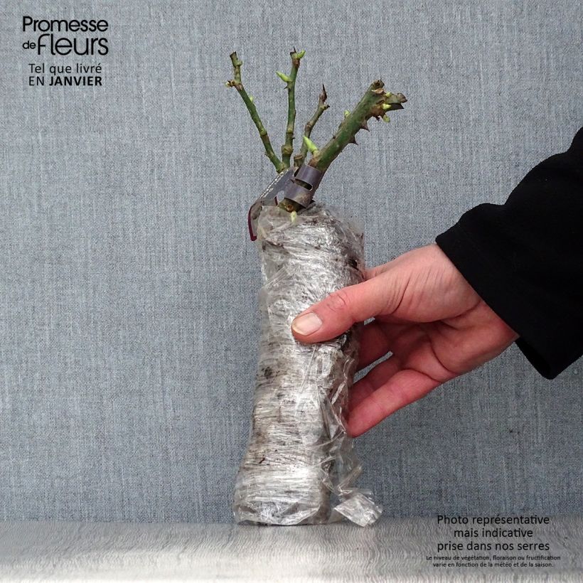 Exemplar von Rosa Portland Yolande d’Aragon - Historische Rose Wurzelnackt in Beutel wie im Winter geliefert