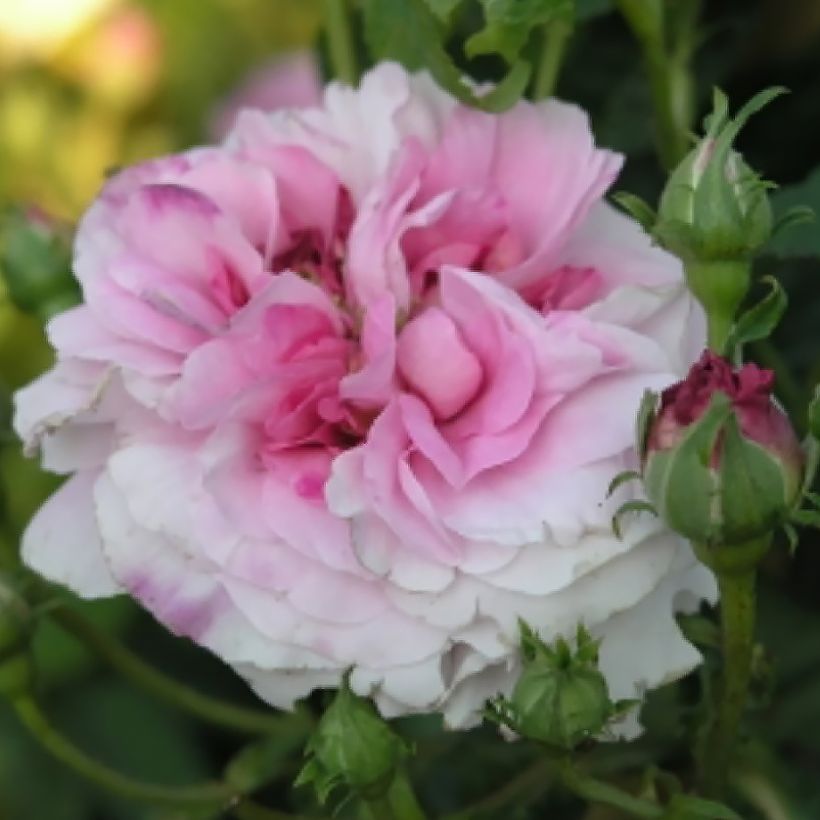 Rosa Ispahan - Damaszener-Rosen (Blüte)