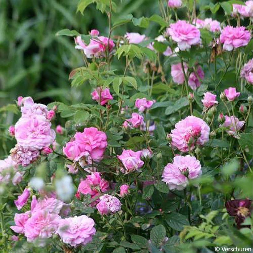 Rosa Ispahan - Damaszener-Rosen (Wuchs)