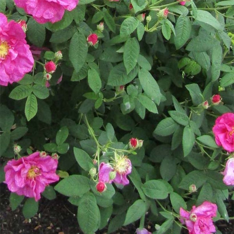 Rosa gallica Officinalis - Essig-Rose (Foliage)