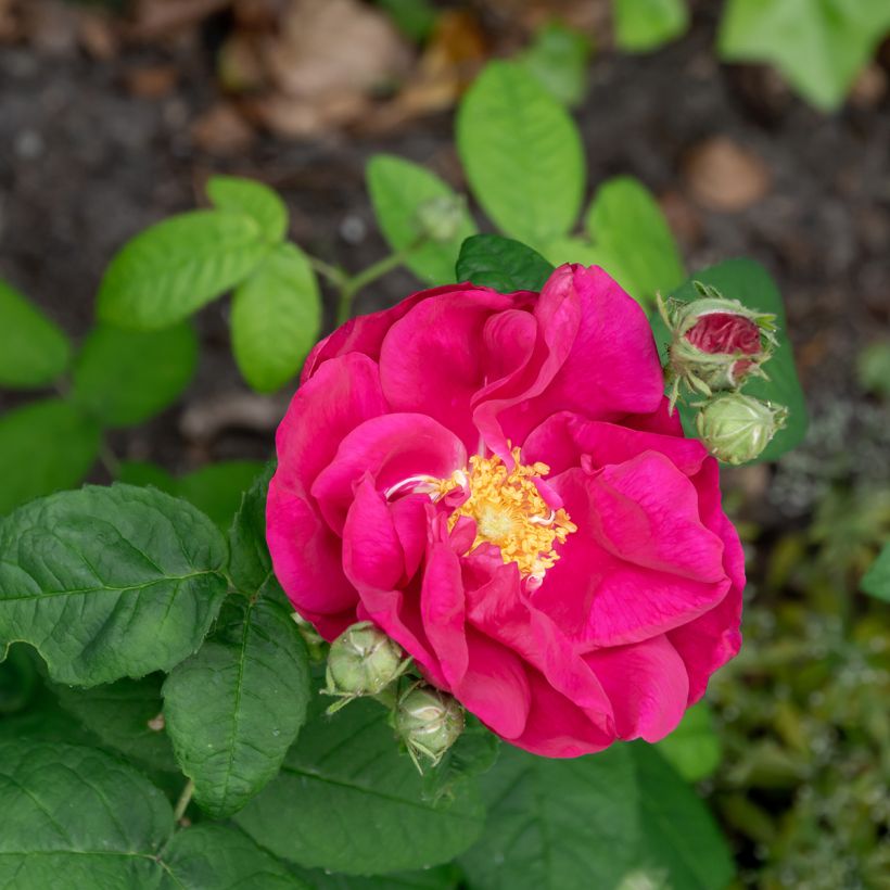 Rosa gallica Officinalis Bio - Essig-Rose (Blüte)