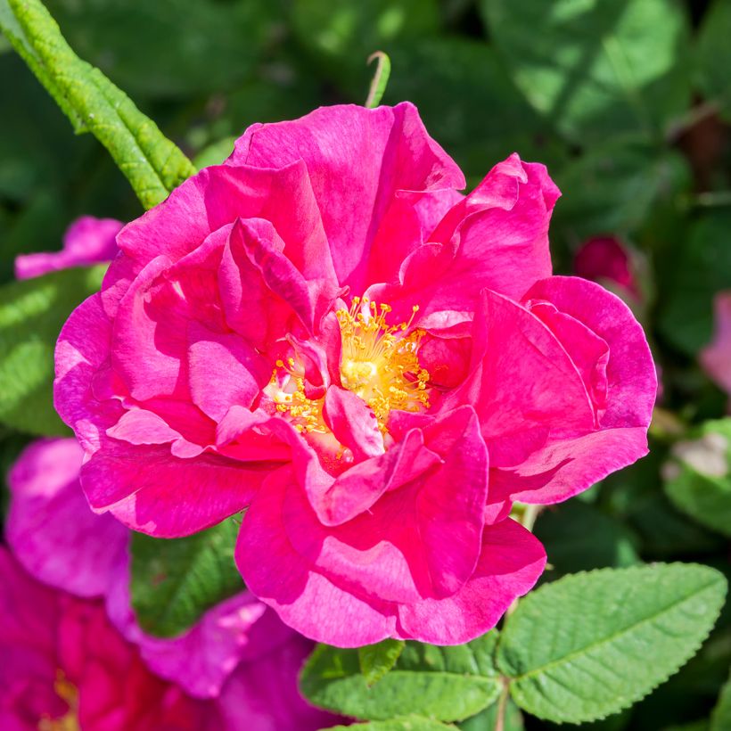 Rosa gallica Officinalis - Essig-Rose (Flowering)