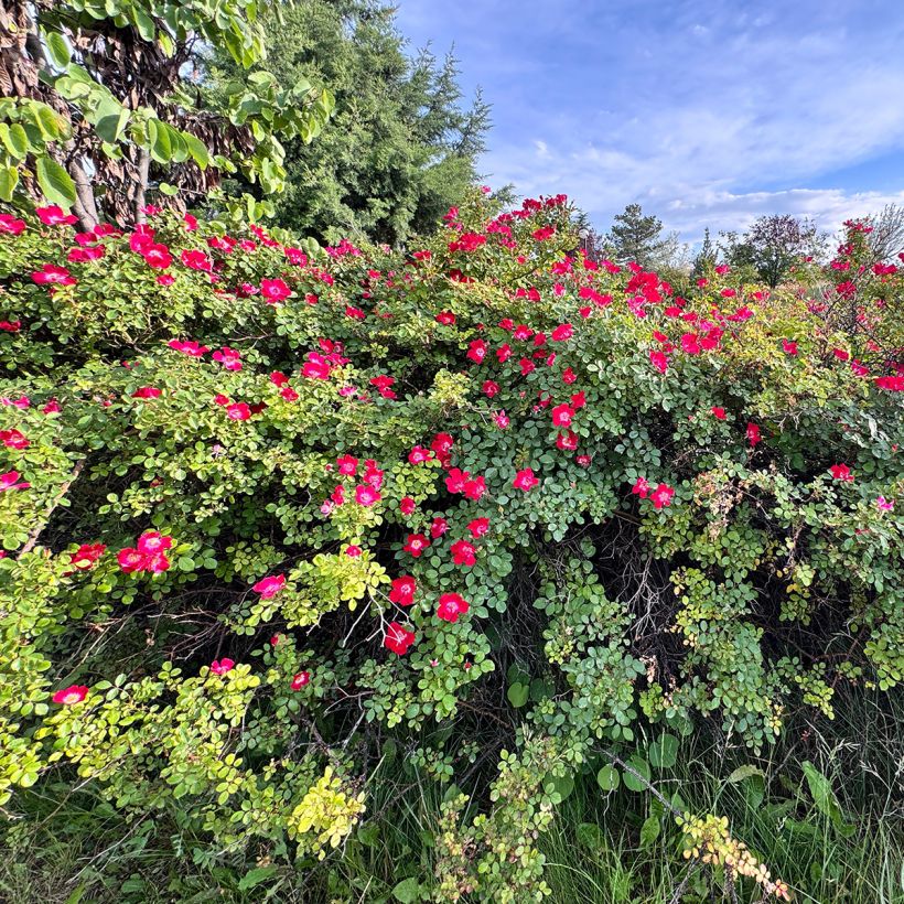 Rosa gallica Officinalis - Essig-Rose (Plant habit)