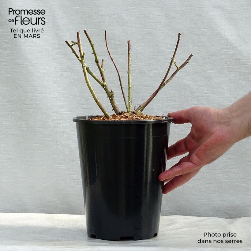 Example of Rosa gallica Versicolor - Essig-Rose Topf mit 4L/5L as you get in printemps