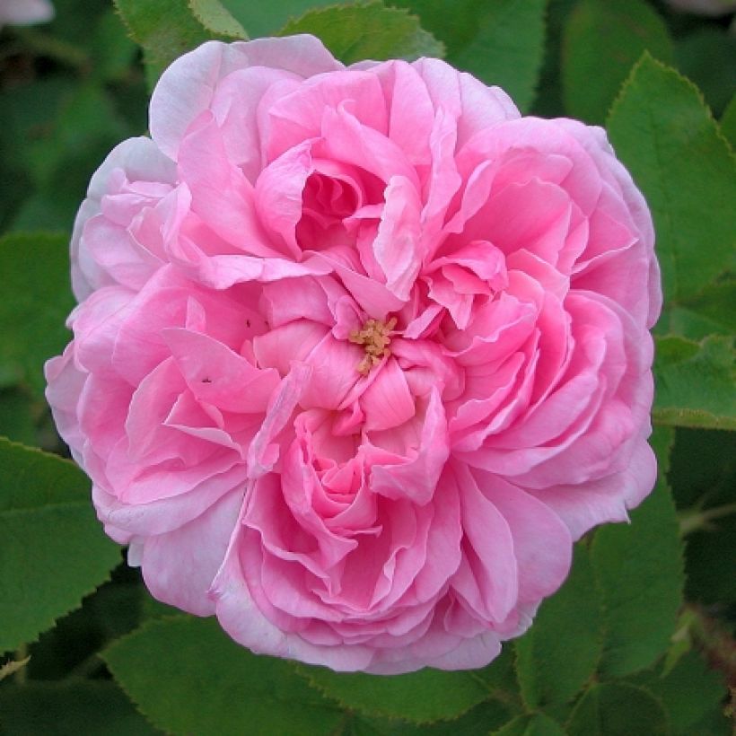 Rosa centifolia Salet - Historische Rose (Blüte)