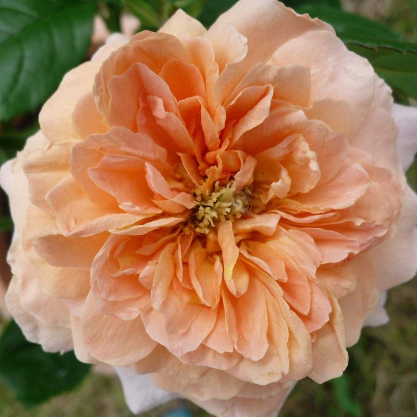 Rosa grandiflora King Arthur Harverag - Englische Rose (Flowering)