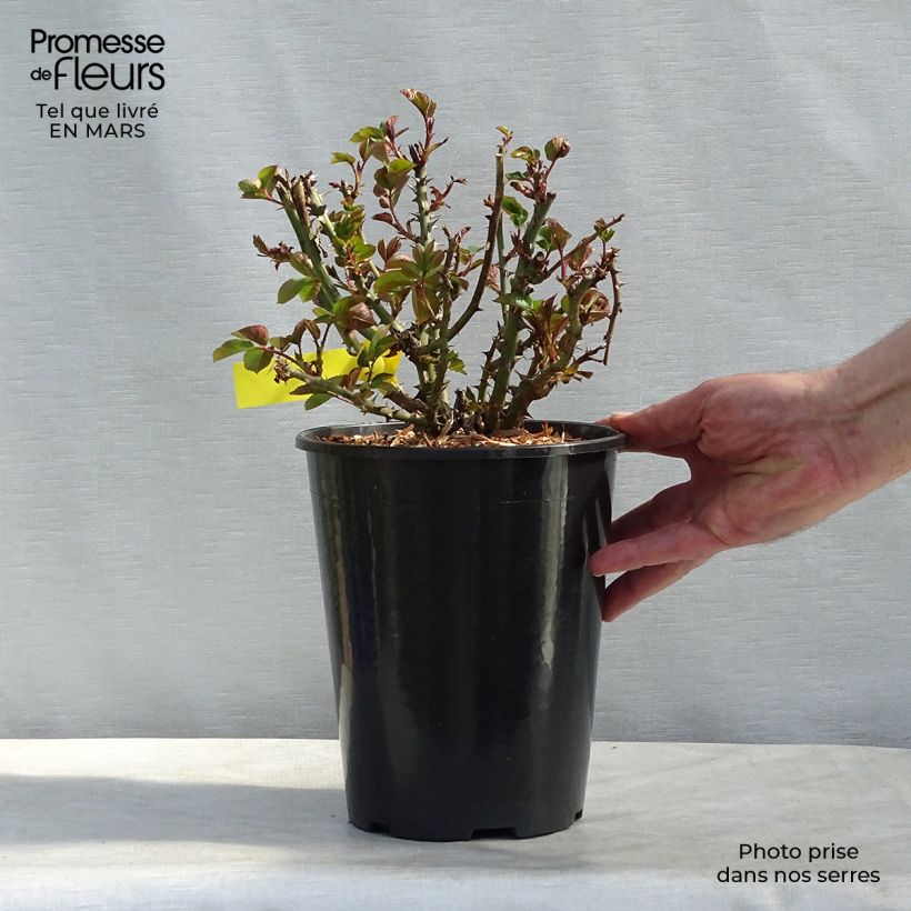 Exemplar von Rosa grandiflora Oxford Harzola - Englische Rose Topf mit 4L/5L wie im Frühjahr geliefert