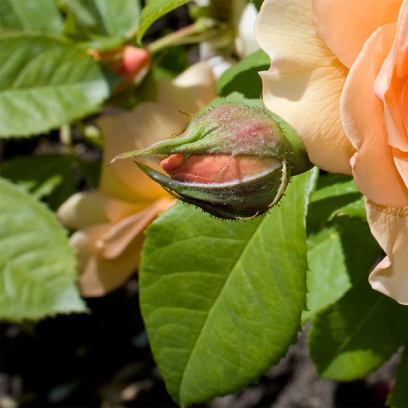 Rosa Grace - Englische Rose (Foliage)