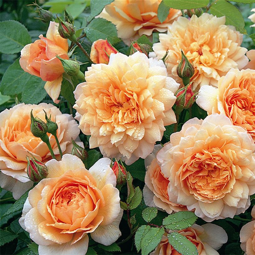 Rosa Grace - Englische Rose (Flowering)