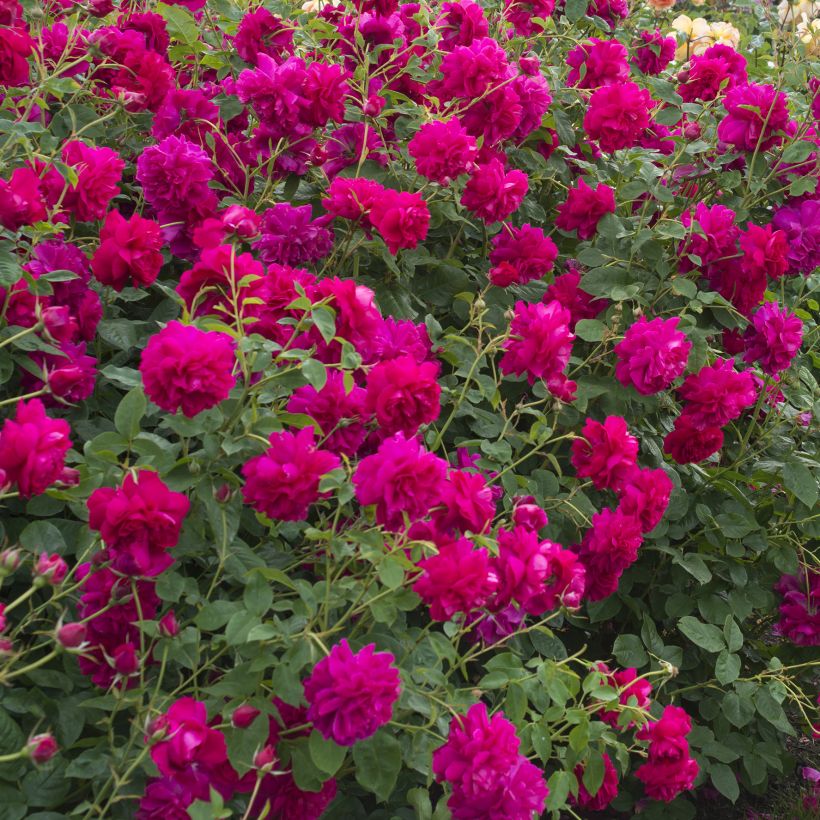 Rosa Thomas à Becket - Englische Rose (Wuchs)