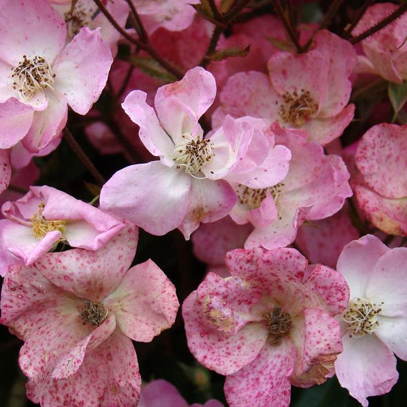 Rosa moschata Alden Biesen - Moschus-Rose (Flowering)