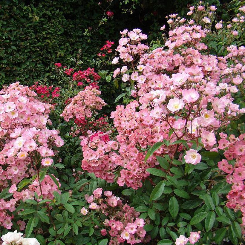 Rosa moschata Alden Biesen - Moschus-Rose (Plant habit)