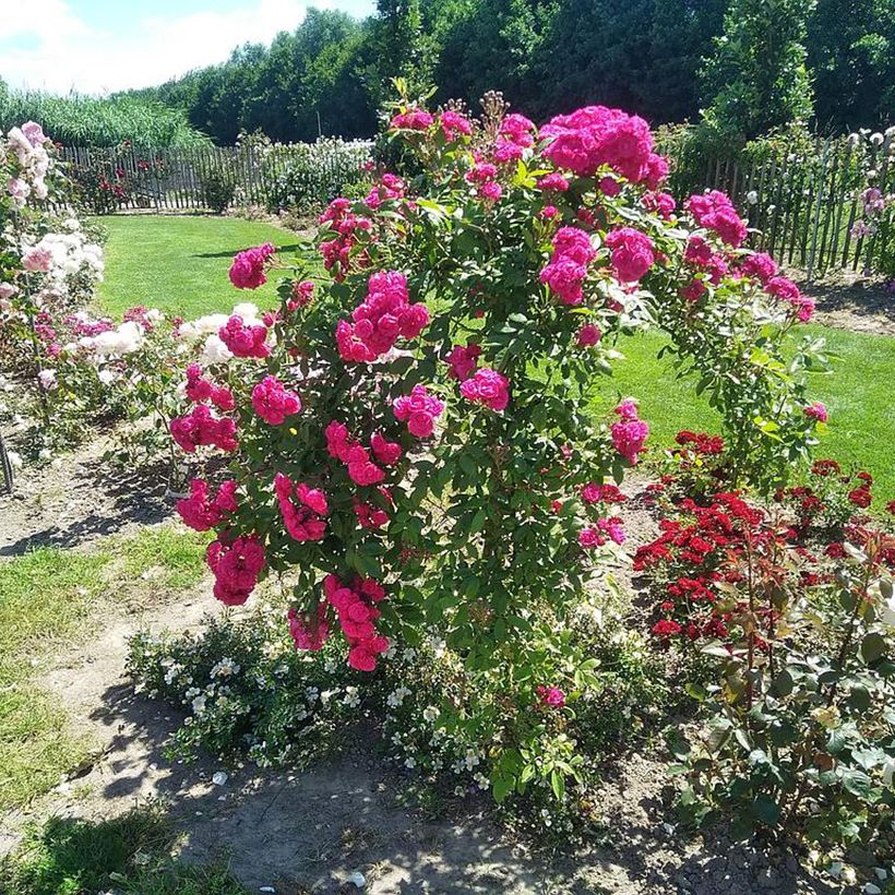 Rosa moschata Dinky VELheav - Moschus-Rose (Plant habit)