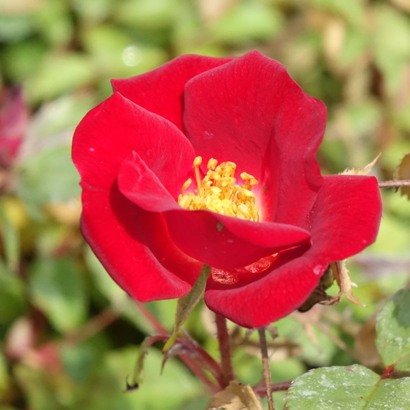 Rosa polyantha Friendly Red Meiariba - Polyantha-Rose (Blüte)
