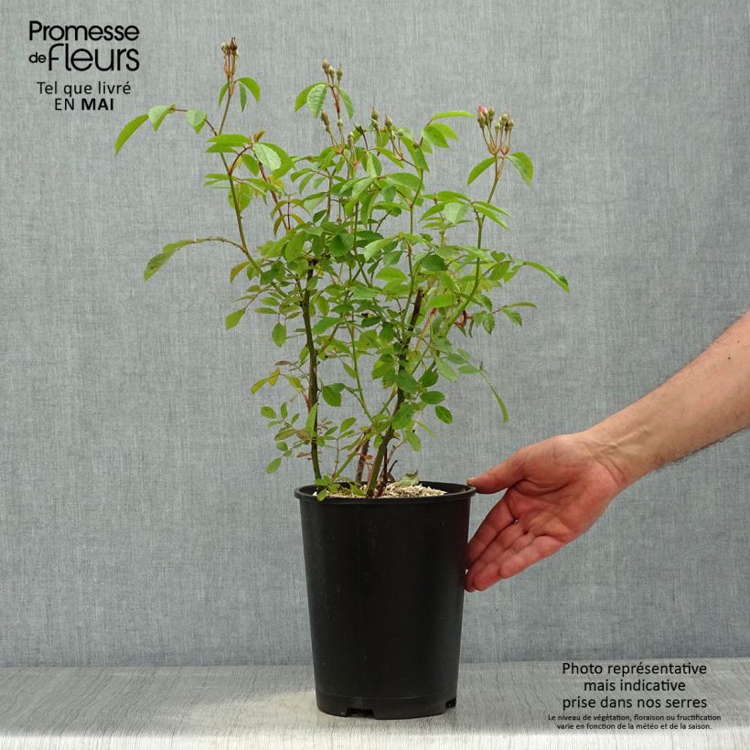 Exemplar von Rosa moschata Frisson Frais LENsadbi - Moschus-Rose Topf mit 4L/5L wie im Frühjahr geliefert