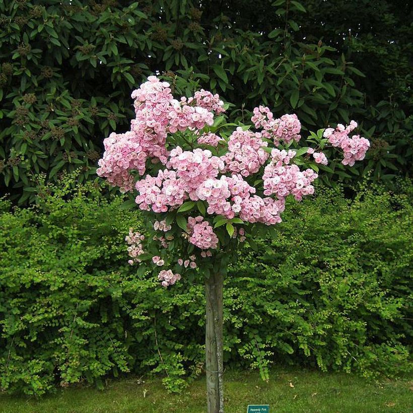 Rosa moschata Heavenly Pink - Moschus-Rose (Plant habit)