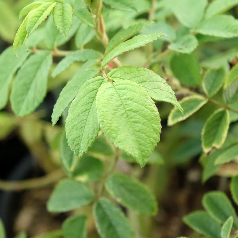 Rosa Jean de Bruges - Beetrose (Foliage)