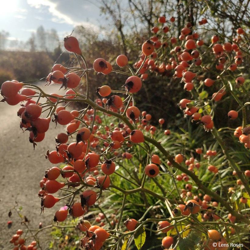 Rosa moschata Kathleen - Moschus-Rose (Harvest)
