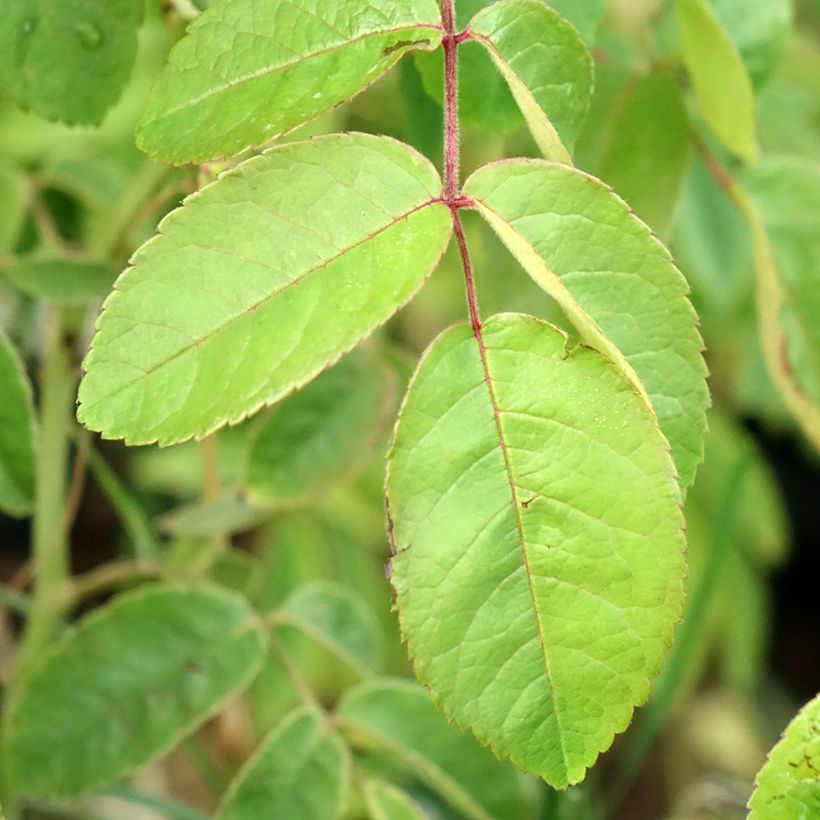 Rosa moschata Kathleen - Moschus-Rose (Foliage)
