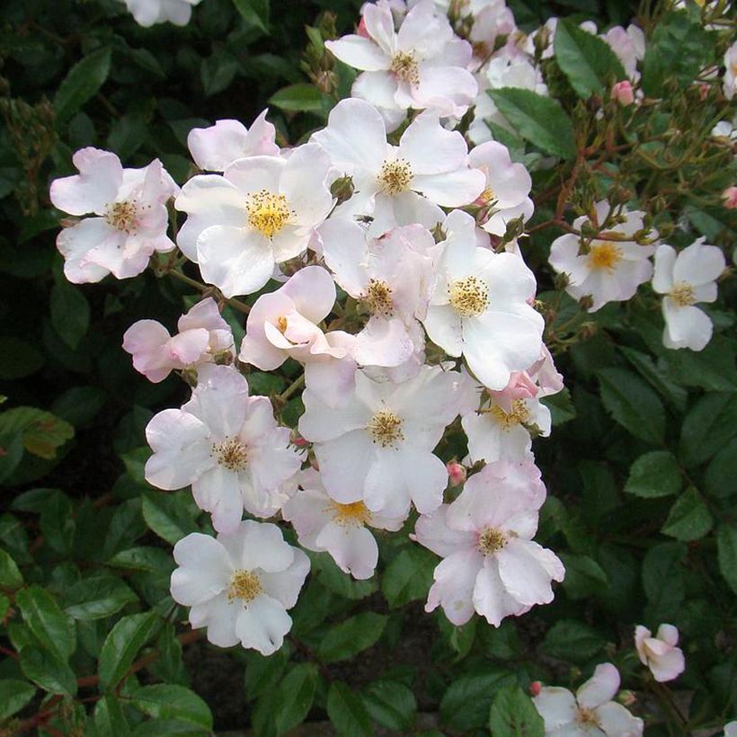 Rosa moschata Matchball - Moschus-Rose (Flowering)