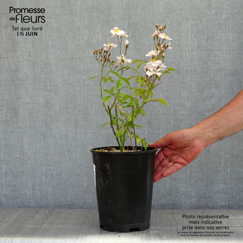 Exemplar von Rosa moschata Matchball - Moschus-Rose Topf mit 4L/5L wie im Frühjahr geliefert