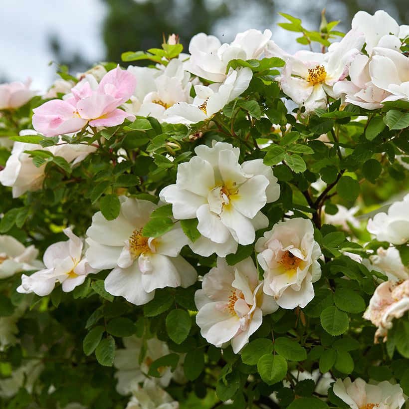 Rosa Nevada - Polyantha-Rose (Flowering)