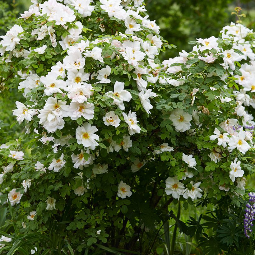 Rosa Nevada - Polyantha-Rose (Plant habit)