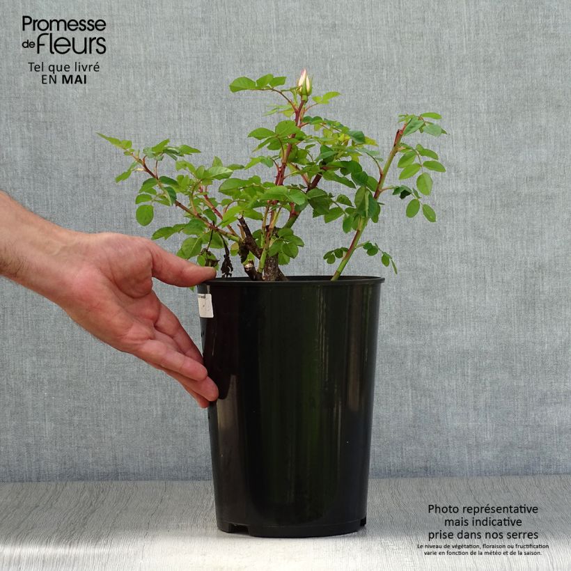 Example of Rosa Nevada - Polyantha-Rose Topf mit 4L/5L as you get in printemps