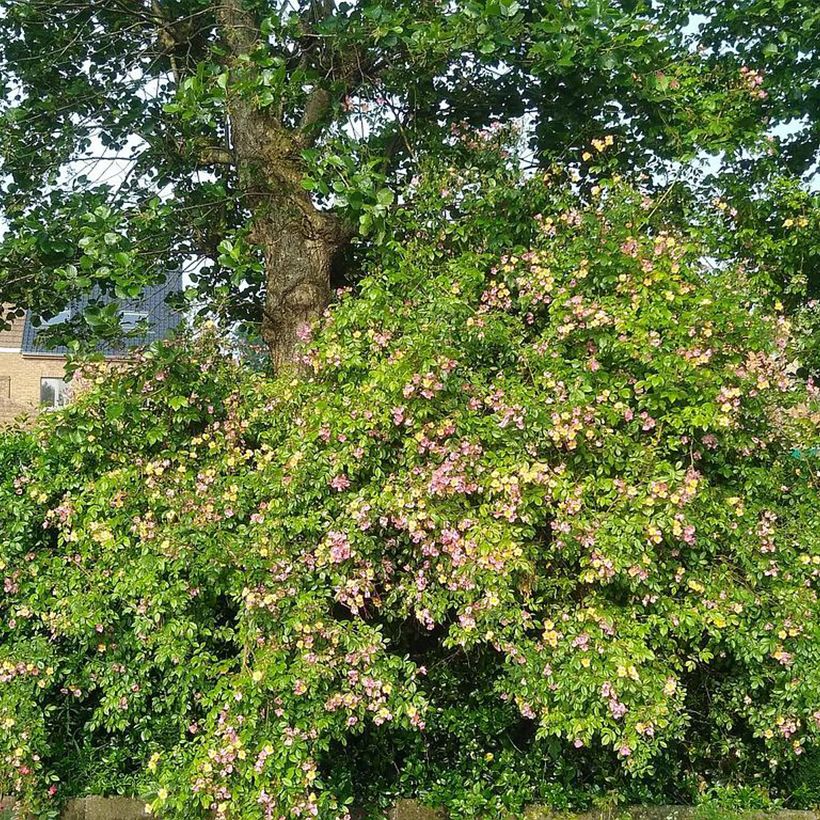 Rosa Plaisanterie - Polyantha-Rose (Wuchs)