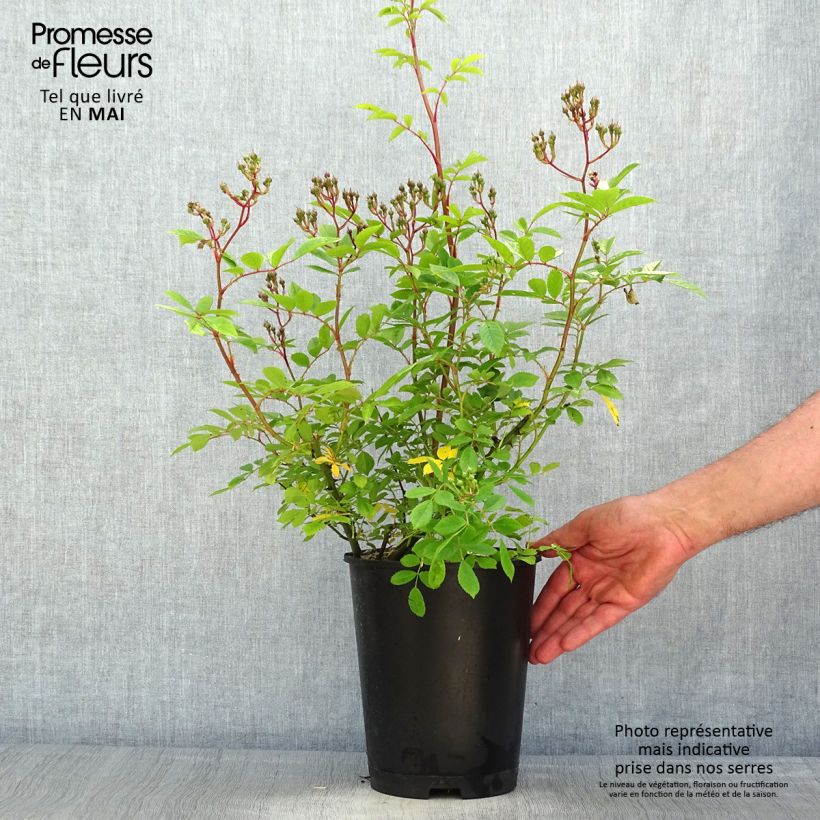 Exemplar von Rosa moschata Puccini - Moschus-Rose Topf mit 4L/5L wie im Frühjahr geliefert