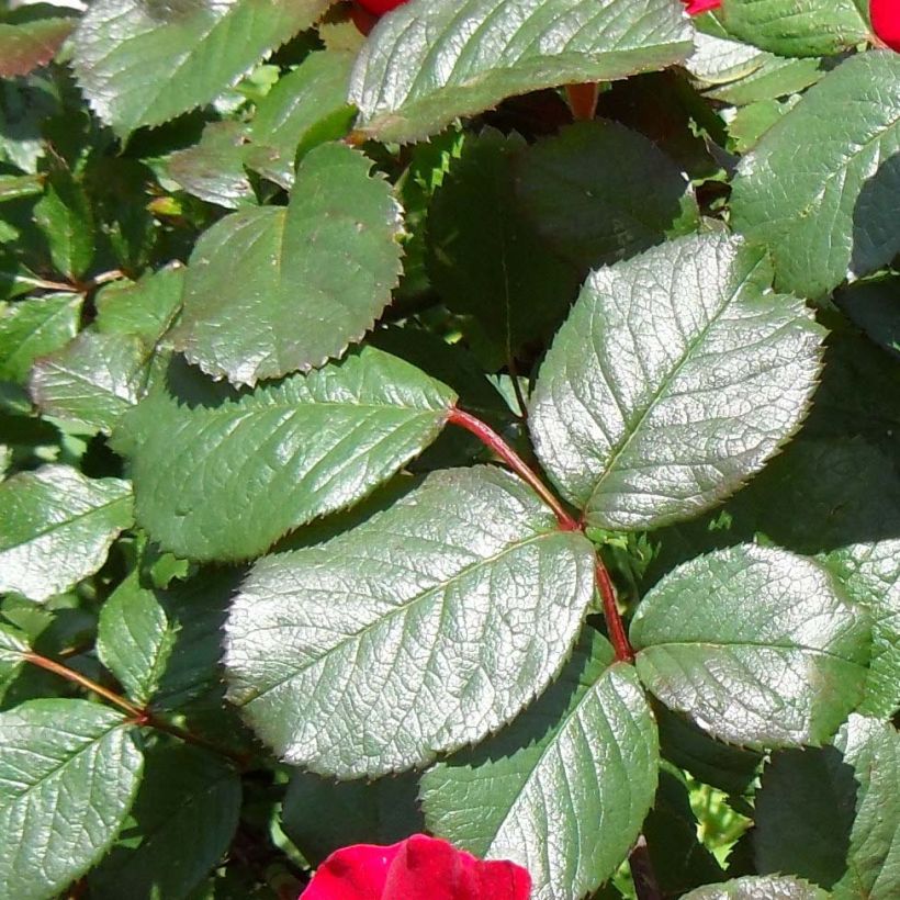 Rosa rugosa Robusta - Apfelrose (Foliage)