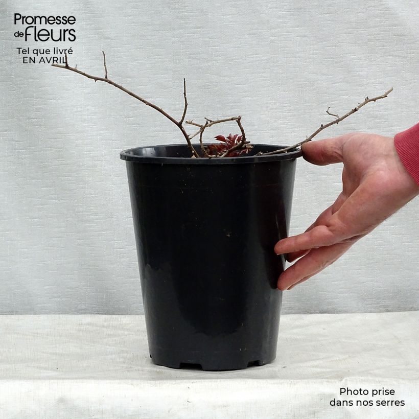 Example of Rosa Rosy Cushion - Moderne Hybrid-Rose Topf mit 4L/5L as you get in printemps