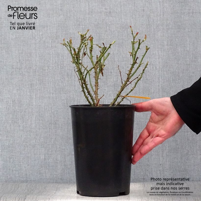 Exemplar von Rosa Soul - Polyantha-Rose Topf mit 4L/5L wie im Winter geliefert