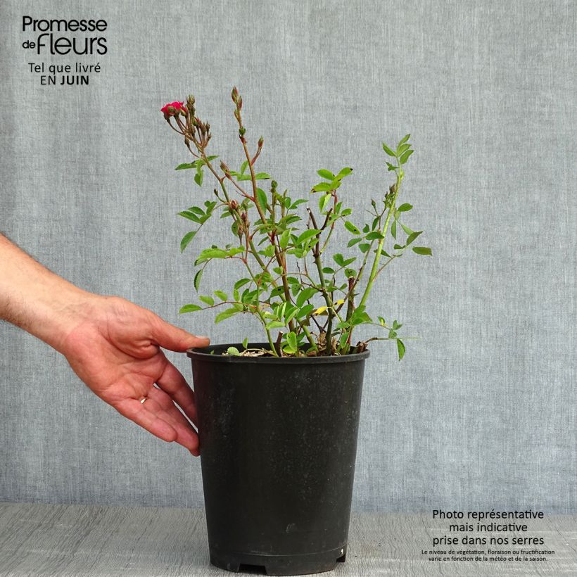 Exemplar von Rosa moschata Vif Eclat - Moschus-Rose Topf mit 4L/5L wie im Frühjahr geliefert