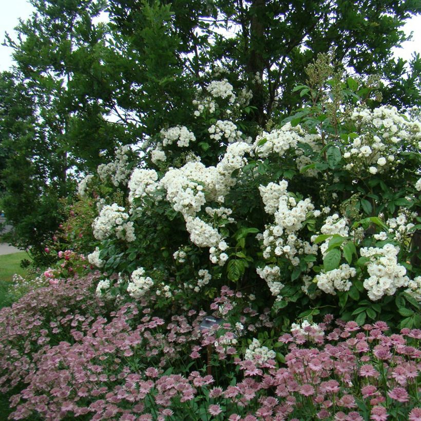 Rosa moschata Waterloo - Moschus-Rose (Plant habit)
