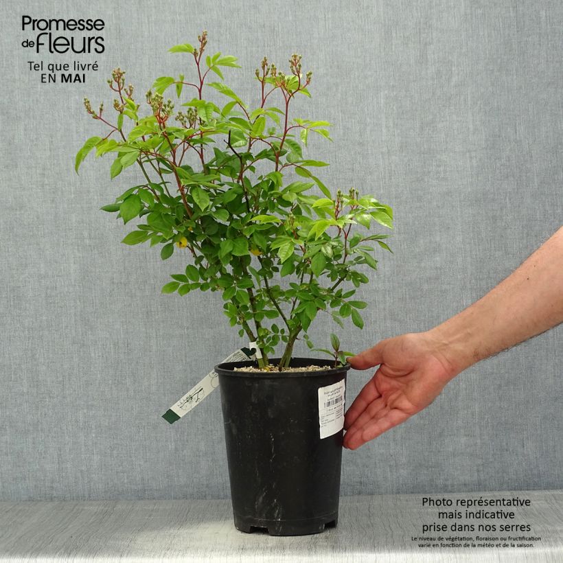 Exemplar von Rosa moschata Waterloo - Moschus-Rose Topf mit 4L/5L wie im Frühjahr geliefert