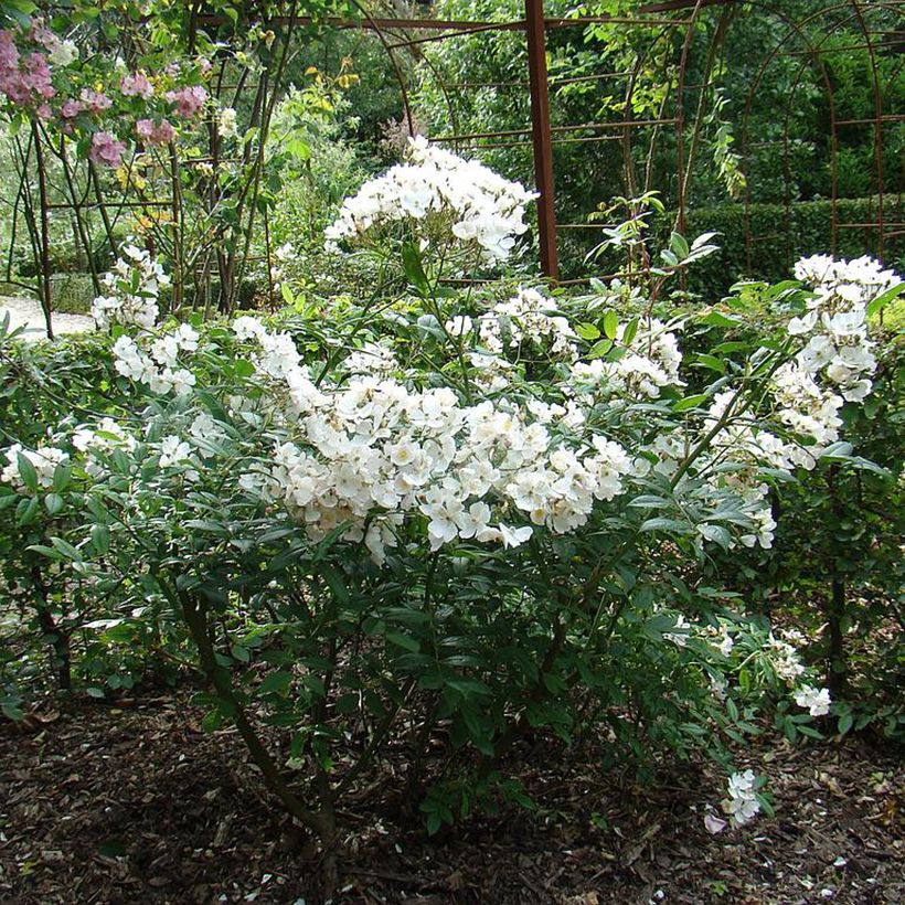 Rosa moschata White Magic - Moschus-Rose (Plant habit)