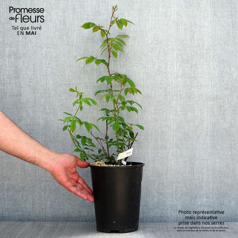 Exemplar von Rosa moschata White Magic - Moschus-Rose Topf mit 4L/5L wie im Frühjahr geliefert