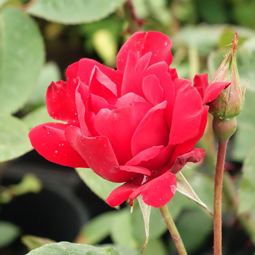 Rosa Grand Hotel - Polyantha-Rose (Blüte)