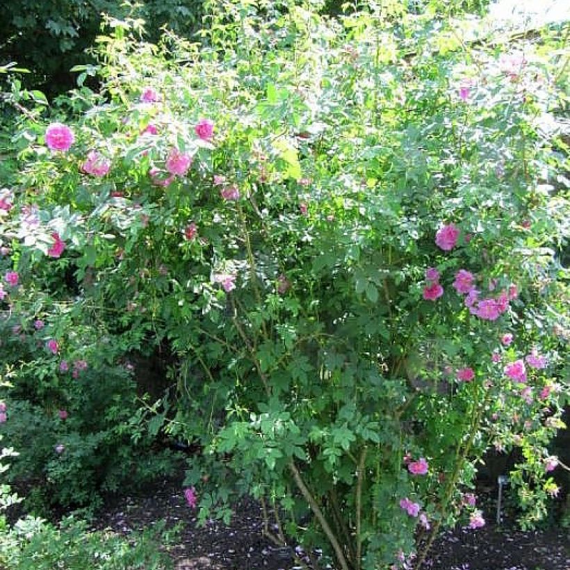 Rosa californica Plena - Kalifornische Hecken-Rose (Wuchs)