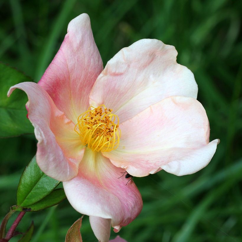 Rosa chinensis Mutabilis - Bodendecker-Rose (Flowering)