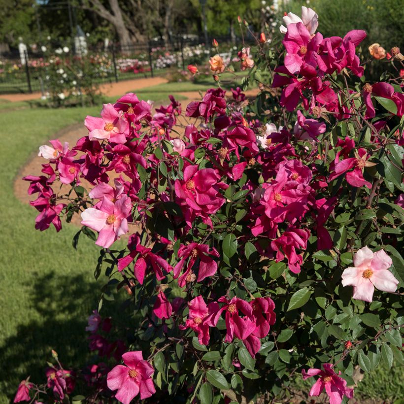 Rosa chinensis Mutabilis - Bodendecker-Rose (Plant habit)
