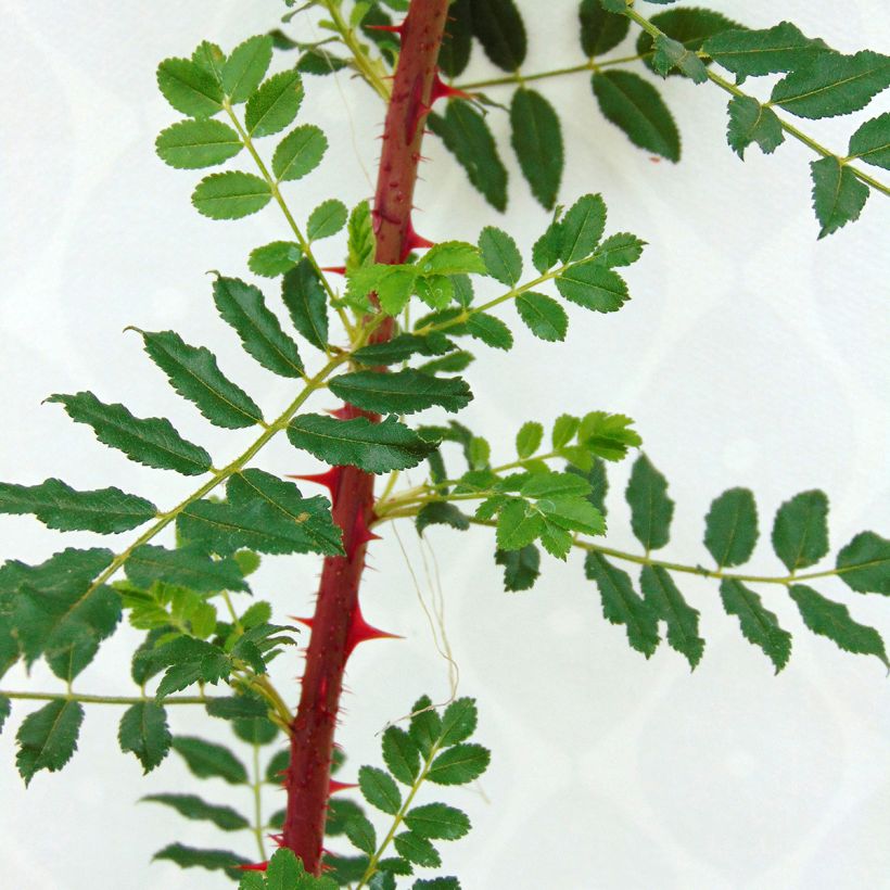 Rosa hugonis - Hugos Rose (Foliage)