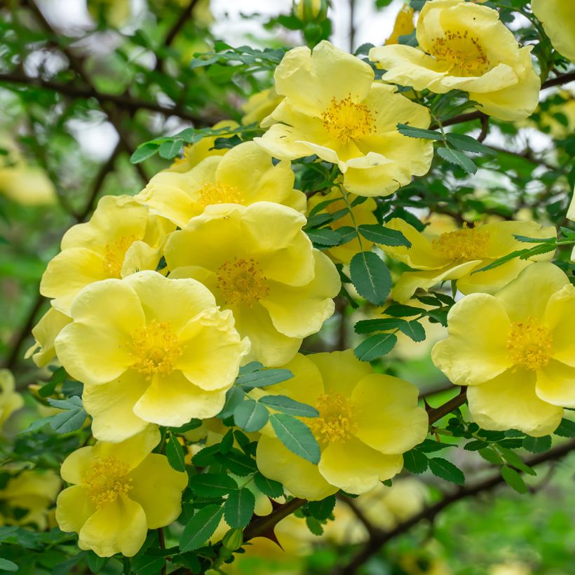 Rosa hugonis - Hugos Rose (Flowering)