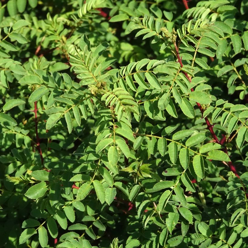 Rosa hugonis - Hugos Rose (Laub)